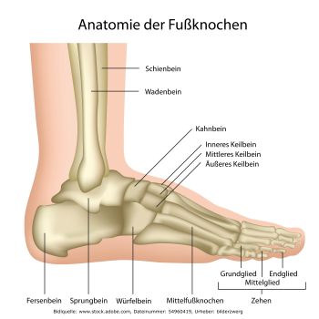 Anatomie Fuß - Gesundheitscoach David Stein, Bendorf bei Koblenz, Mayen, Andernach, Neuwied, Lahnstein