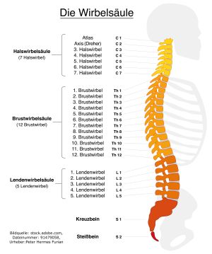 Anatomie Wirbelsäule - Gesundheitscoach David Stein, Bendorf bei Koblenz, Mayen, Andernach, Neuwied, Lahnstein