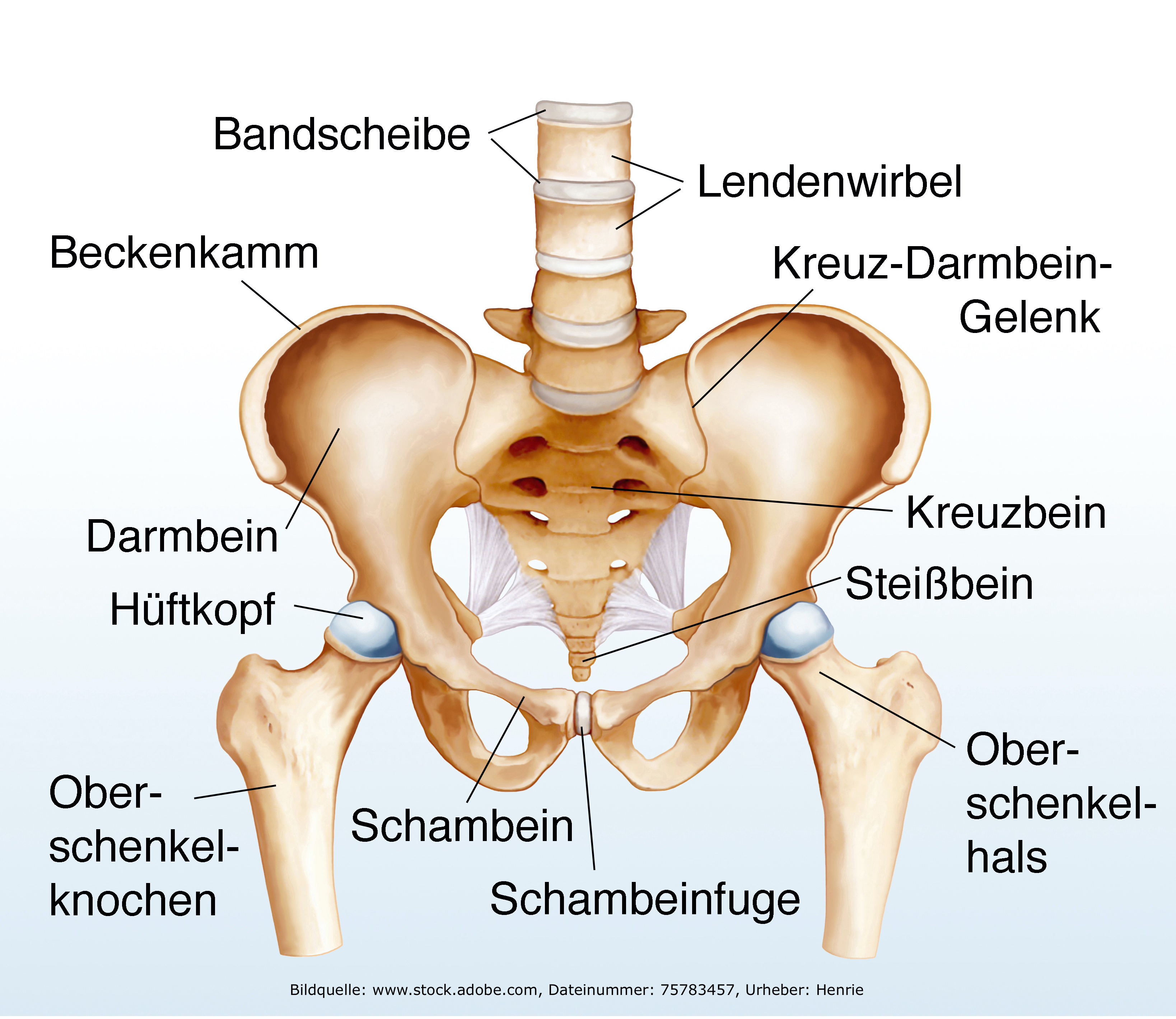 Anatomie Hüftgelenk - Gesundheitscoach David Stein, Bendorf bei Koblenz, Mayen, Andernach, Neuwied, Lahnstein