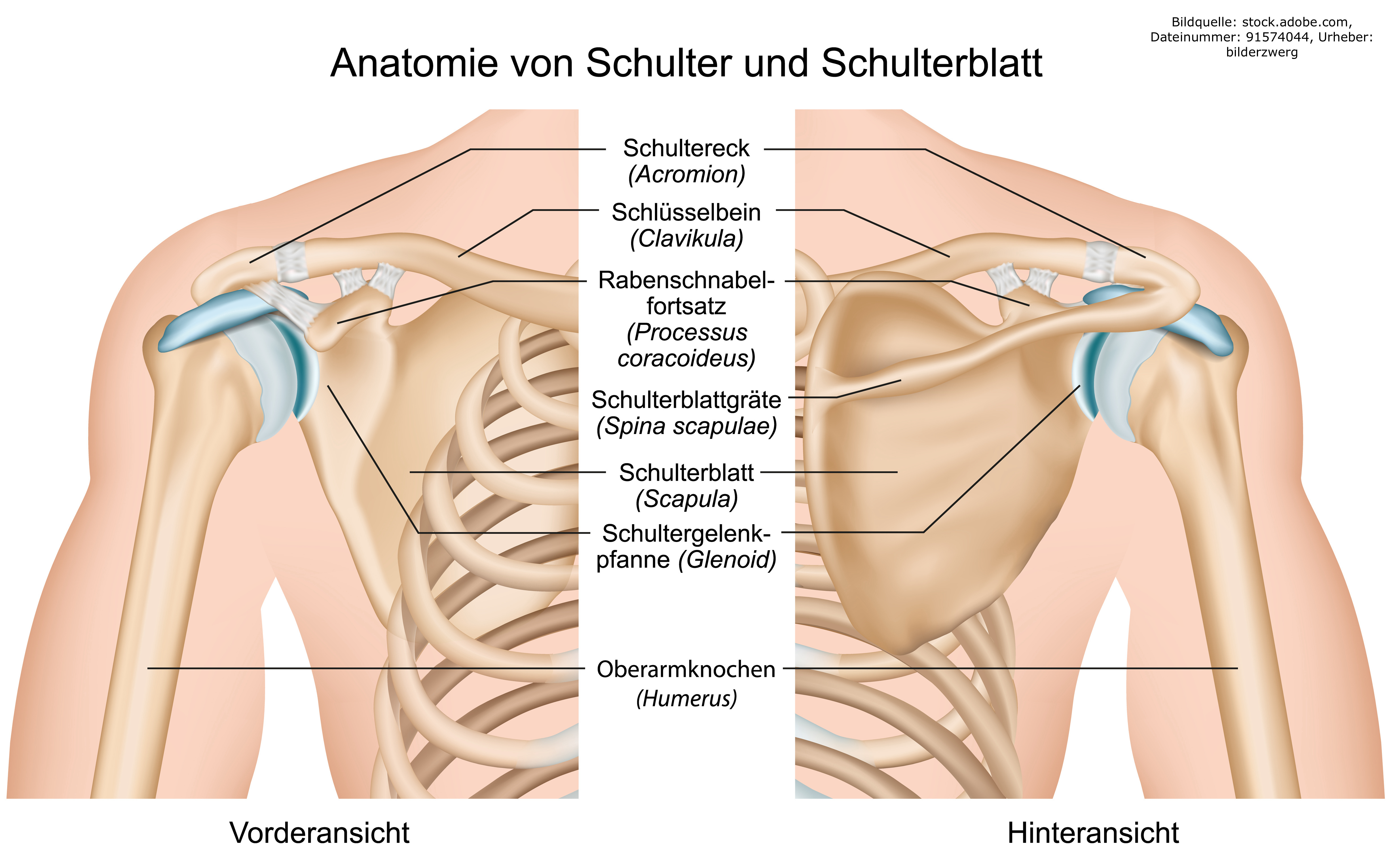 Anatomie Schultergelenk - Gesundheitscoach David Stein, Bendorf bei Koblenz, Mayen, Andernach, Neuwied, Lahnstein